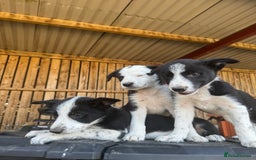 Border Collie dogs for sale: 3 males left .. female now sold! - Image 7