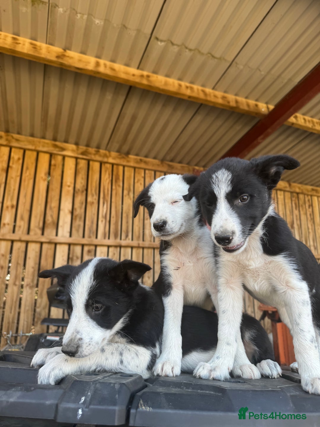 Border Collie dogs for sale: 3 males left .. female now sold! - Image 7