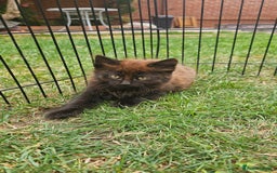 Persian cats for sale: Very beatifull mix breed/Persian kittens  - Image 6