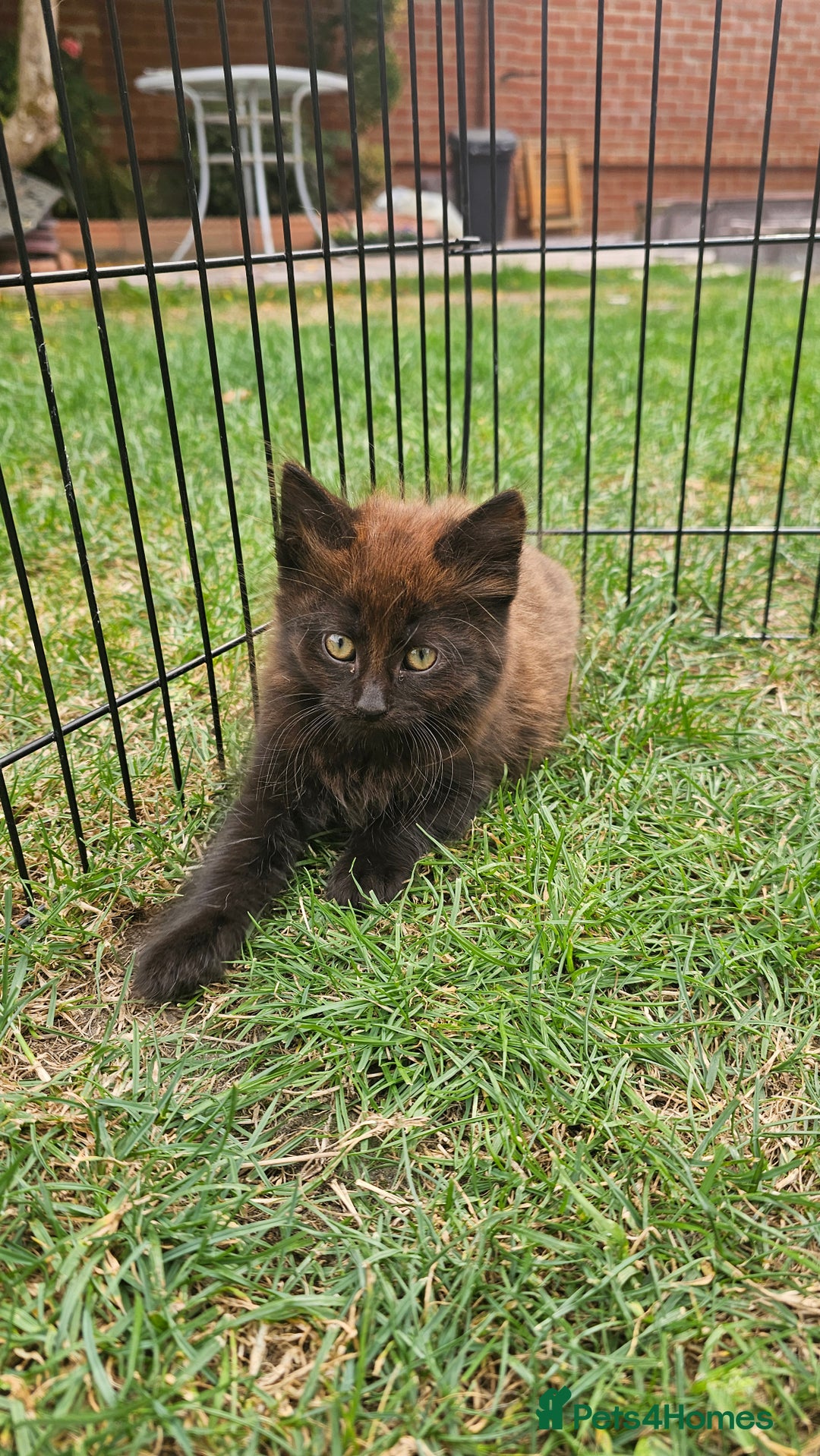 Persian cats for sale: Very beatifull mix breed/Persian kittens  - Image 6
