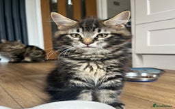 Maine Coon cats for sale: Maine Coon Boys for sale - Image 7