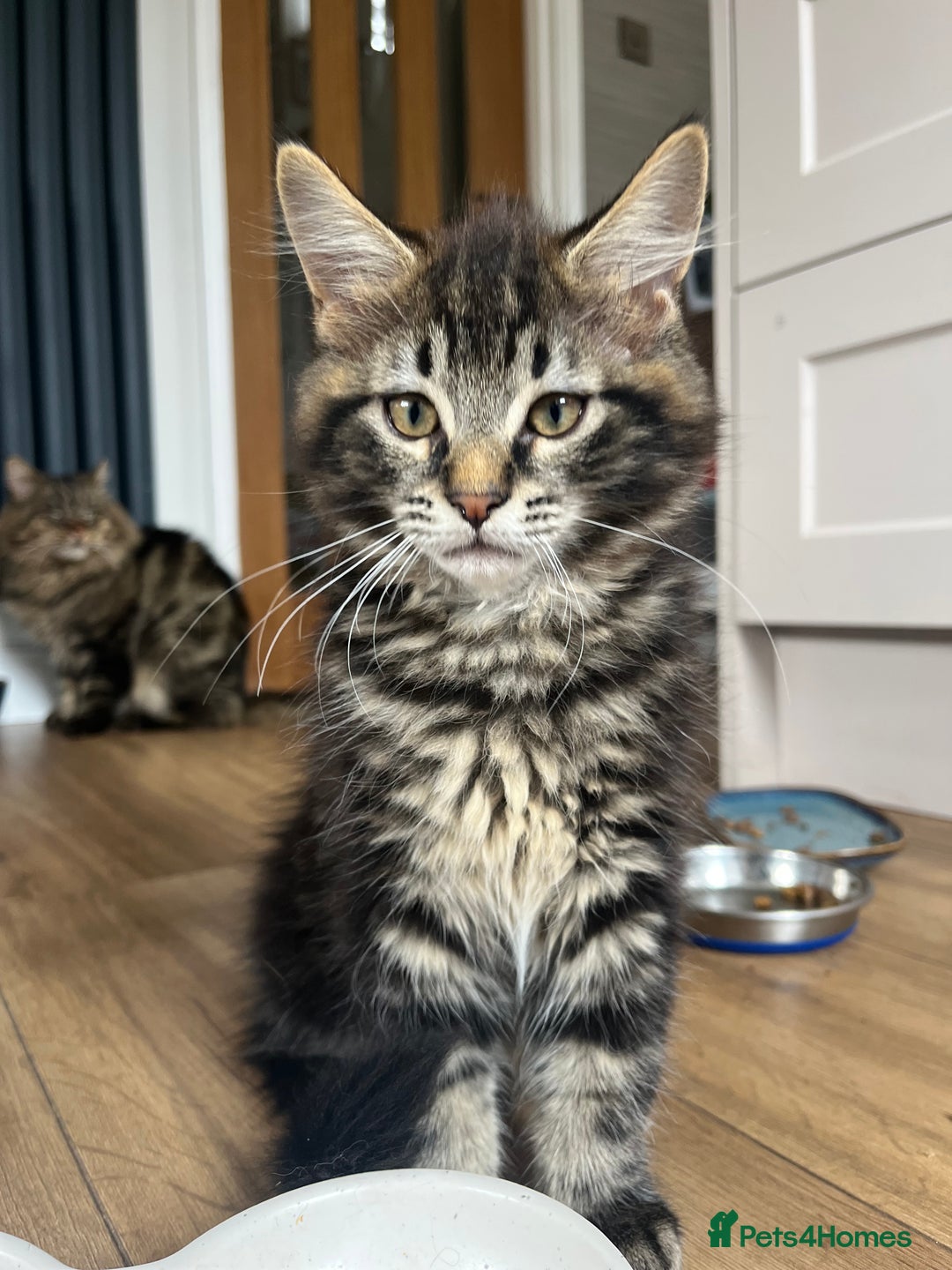 Maine Coon cats for sale: Maine Coon Boys for sale - Image 7
