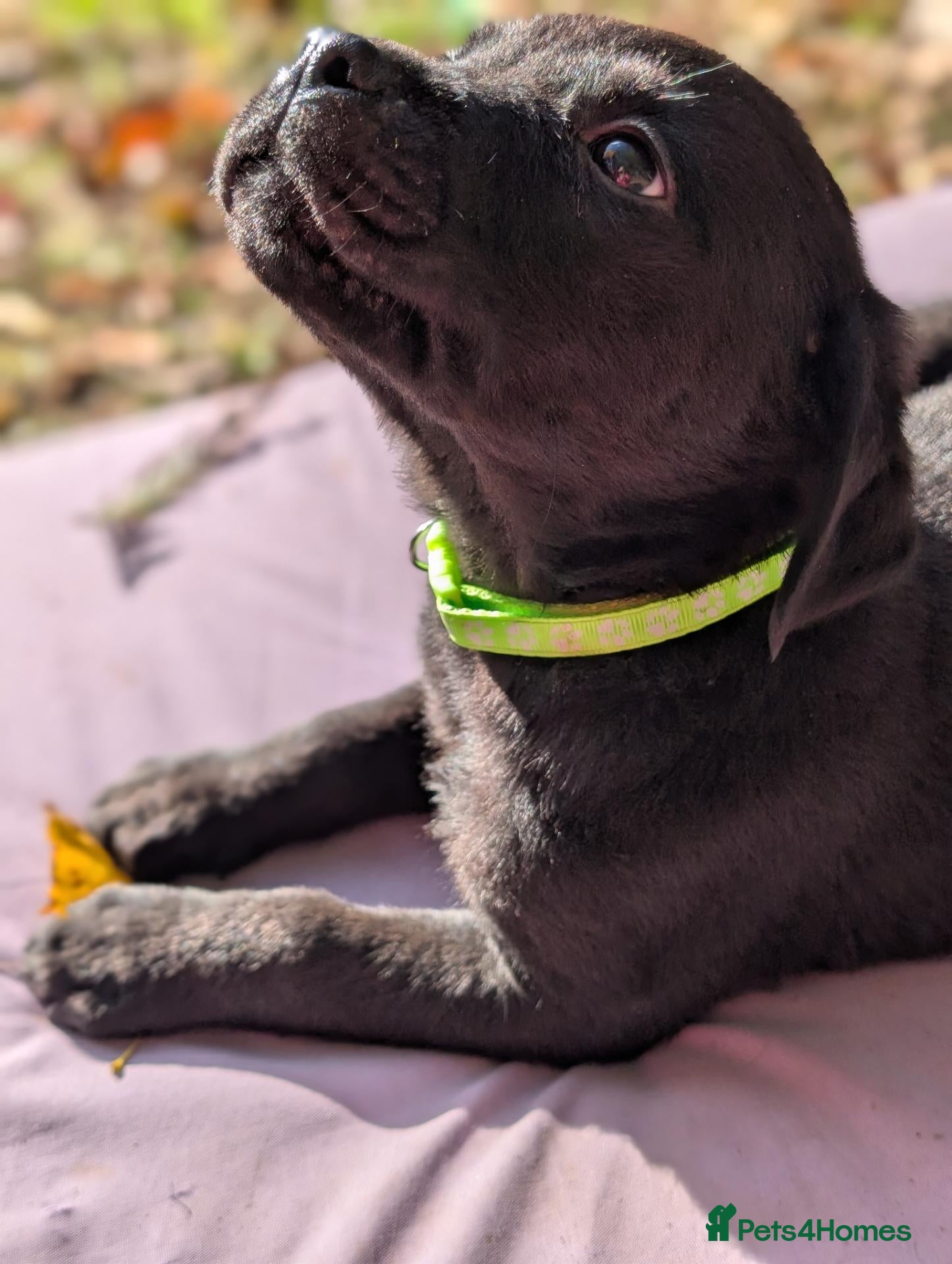 Mixed Breed dogs for sale: Labrador x rottweiler pups  - Advert 1