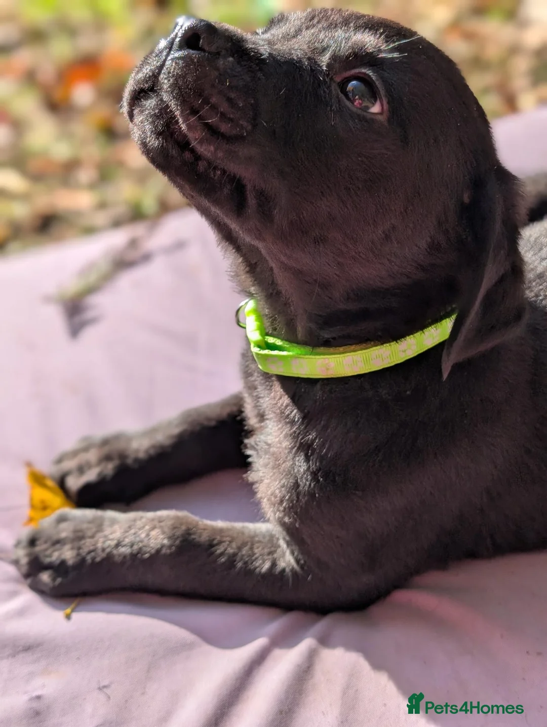 Mixed Breed dogs for sale: Labrador x rottweiler pups  - Advert 1
