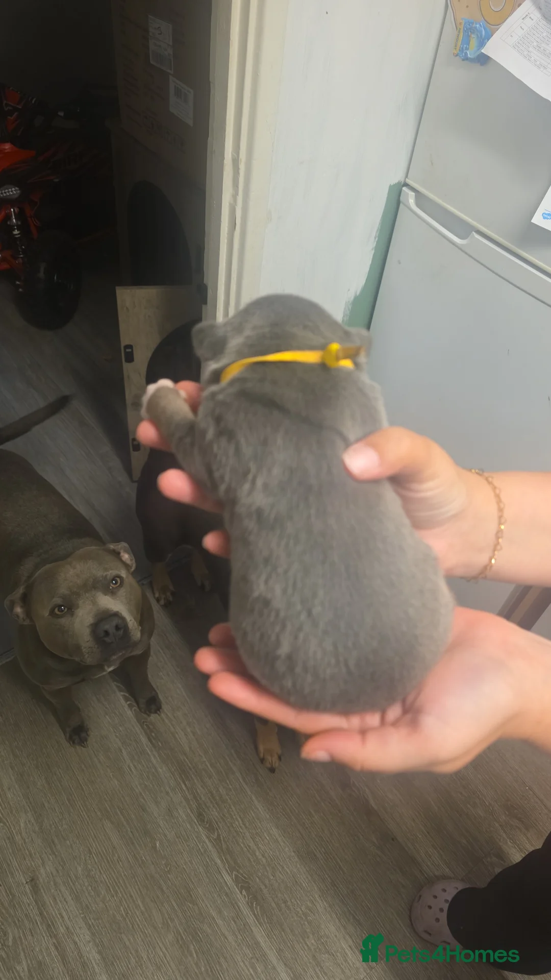 Mixed Breed dogs for sale: Pocket Bully Cross Puppies - Advert 10