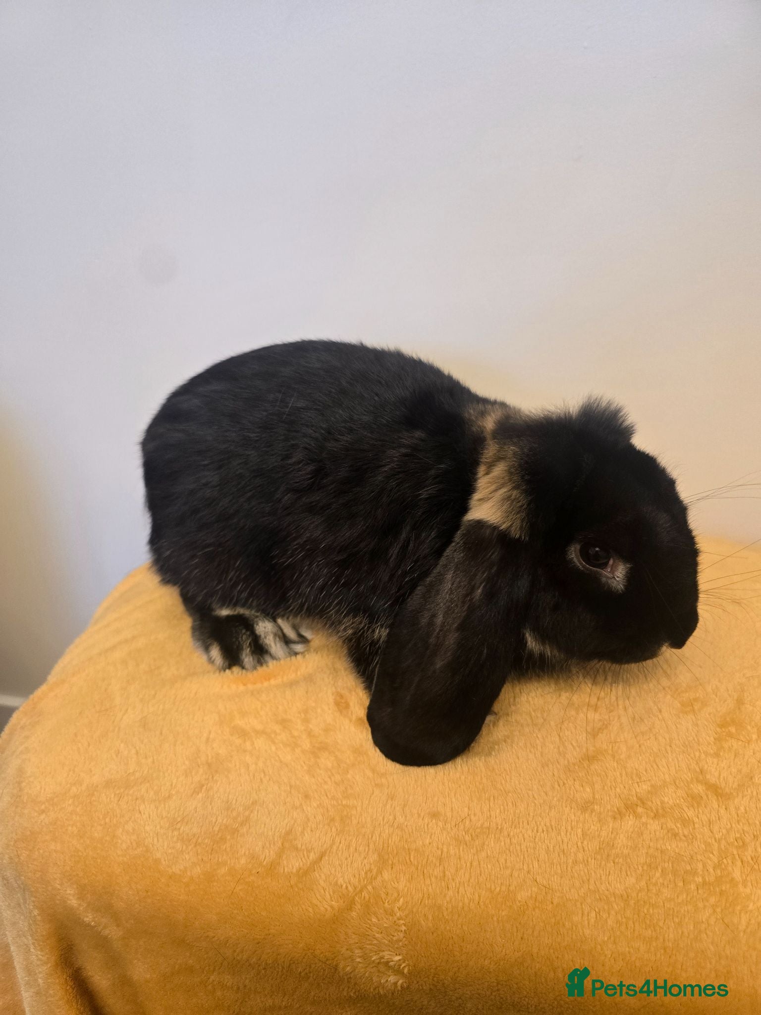 French Lop rabbits French lops Boys - Advert 1