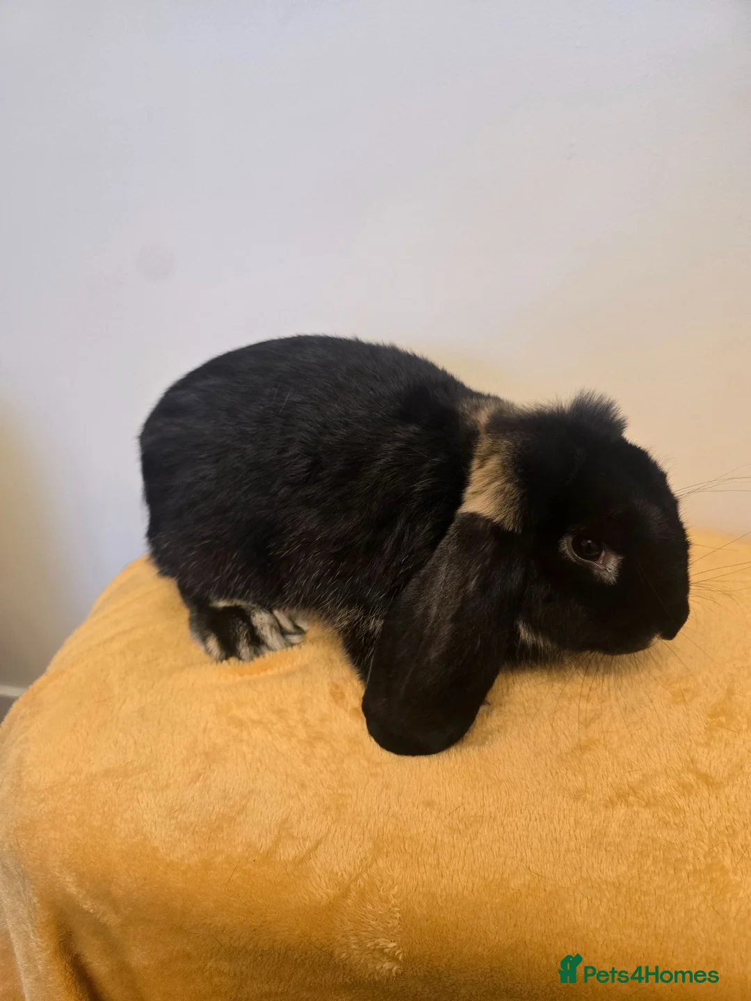 French Lop rabbits for sale: French lops Boys - Advert 1