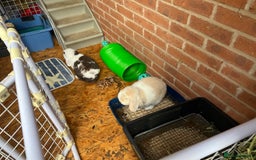 Mini Lop rabbits for sale: Minilops male and female  - Advert 22