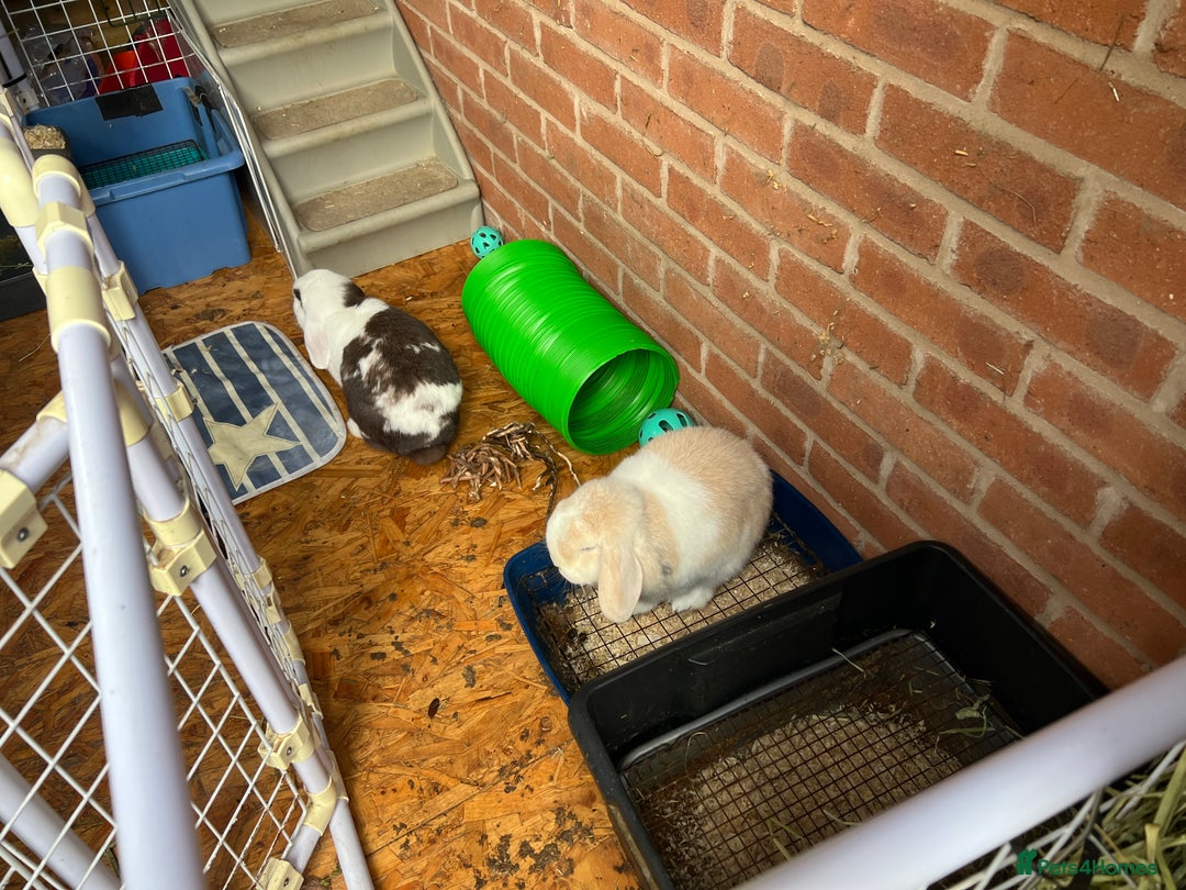 Mini Lop rabbits for sale: Minilops male and female  - Advert 22