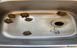 Tortoise reptiles for sale: Tortoise  - Image 4