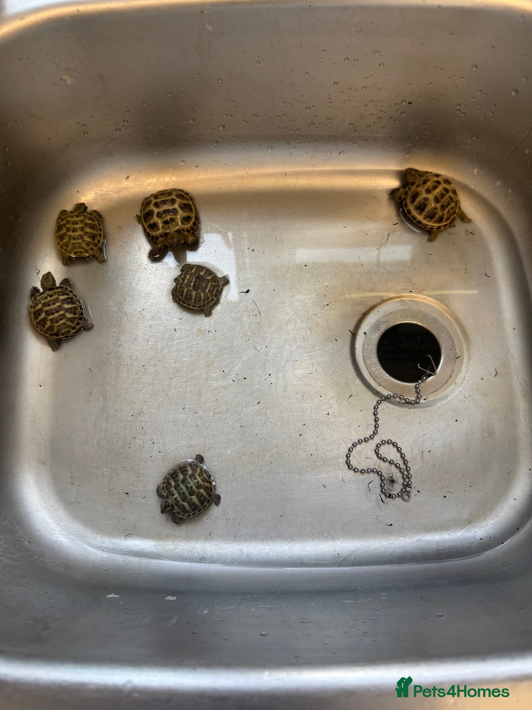 Tortoise reptiles for sale: Tortoise  - Image 4