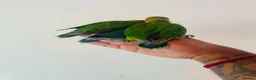 Lovebirds birds for sale: Hand reared lovebirds for sale  - Advert 13