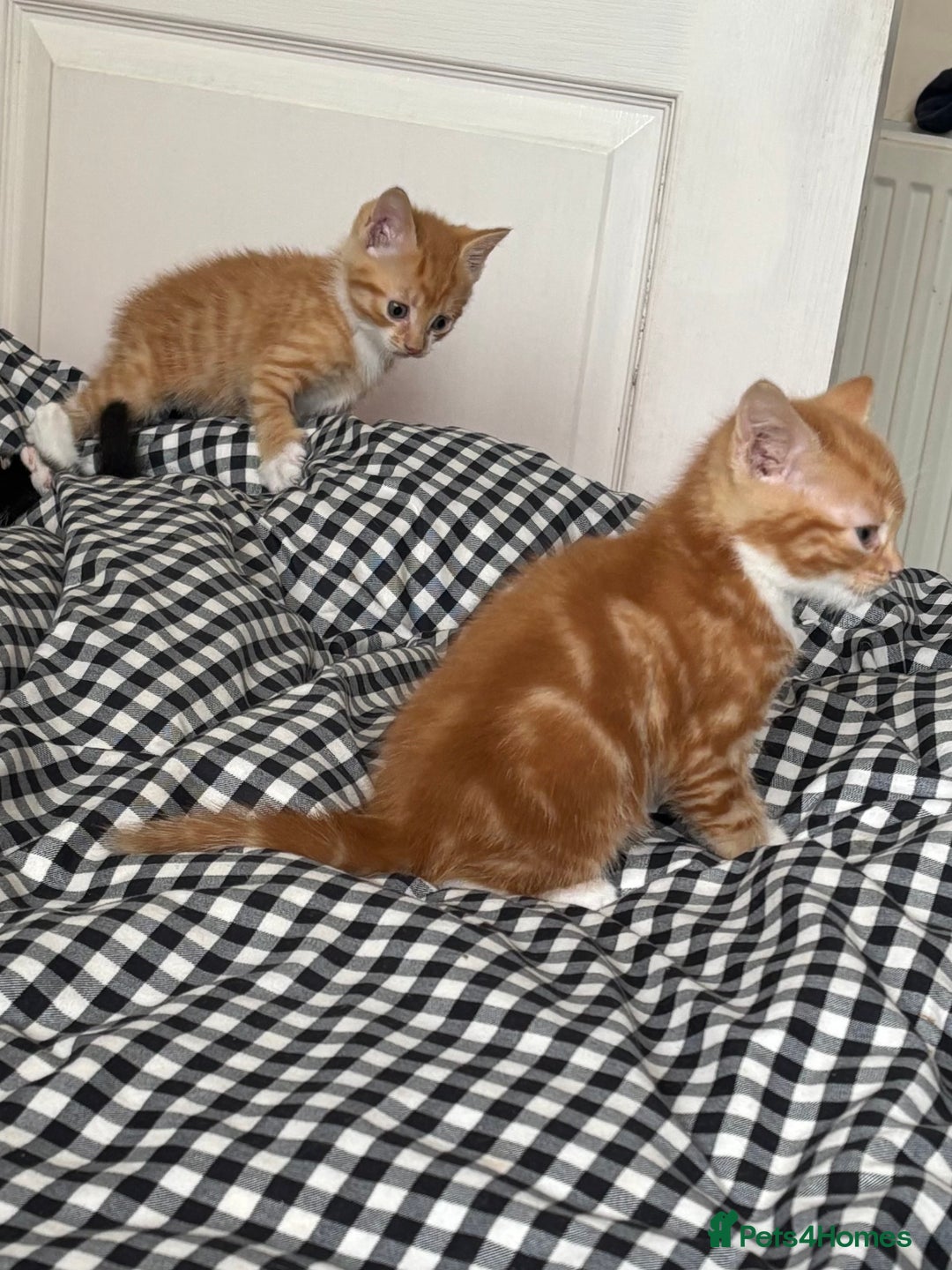 British Shorthair cats for sale: Kittens  - Image 3