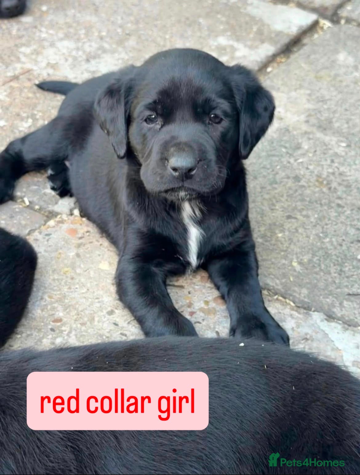 Labrador Retriever dogs Black Labradors boys and girls  - Advert 8