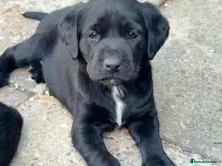 Labrador Retriever dogs Black Labradors boys and girls - Advert 8