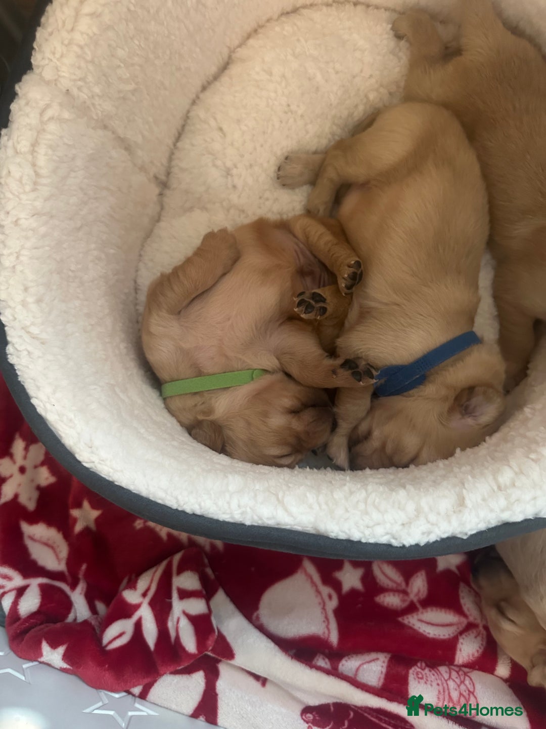 Golden Retriever dogs for sale: Sold sold sold sold sold  - Advert 27