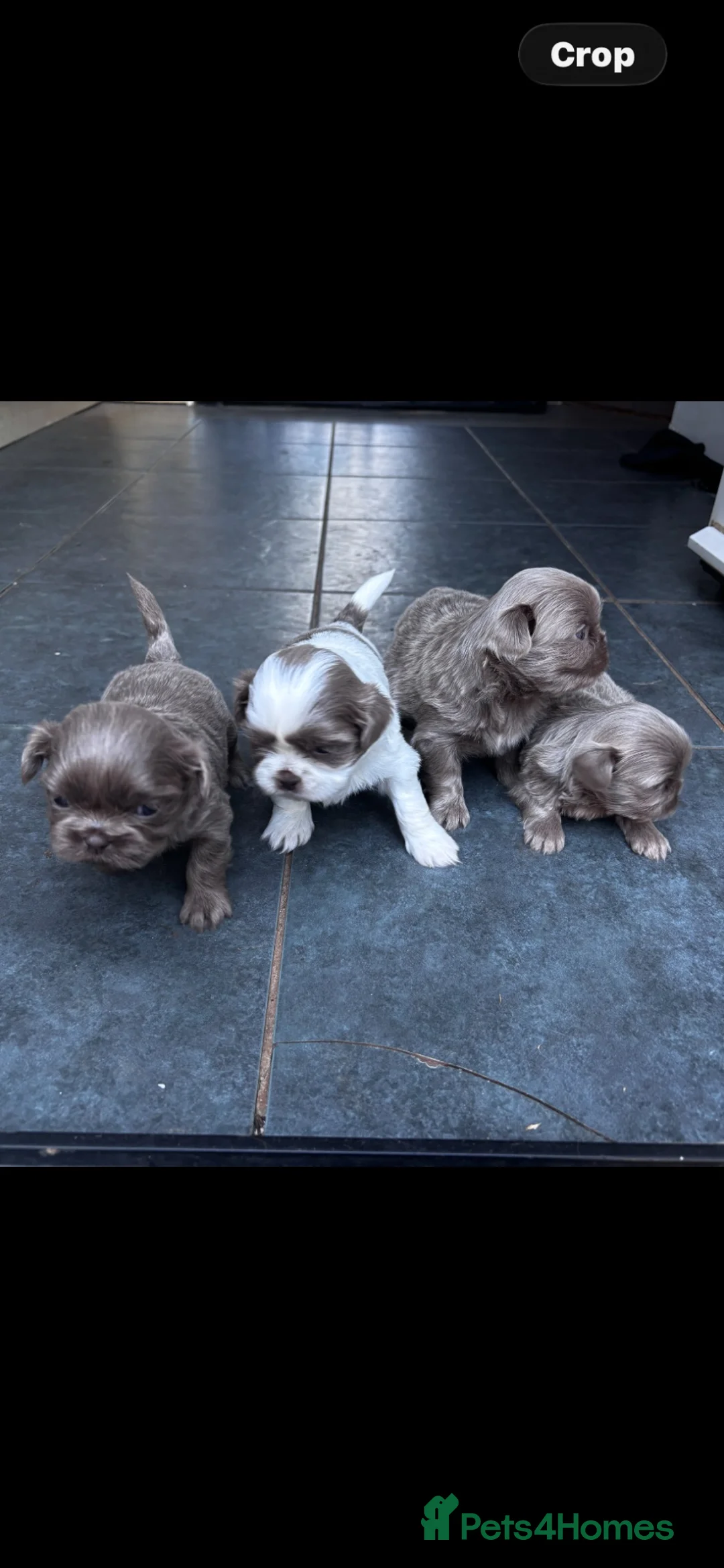 Shih Tzu dogs for sale: Imperial Shih Tzu  in Brixham - Advert 10