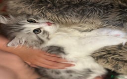 Siberian cats for sale: TICA Hypoallergenic Siberian Kittens family raised - Image 11