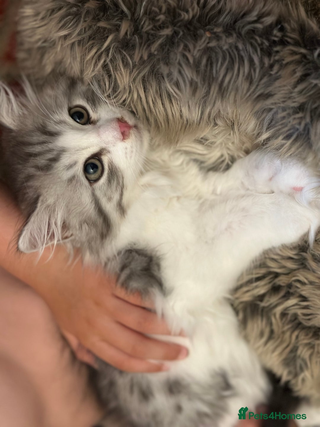 Siberian cats for sale: TICA Hypoallergenic Siberian Kittens family raised - Image 11