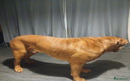 Dogue De Bordeaux dogs for stud: For stud - Image 4