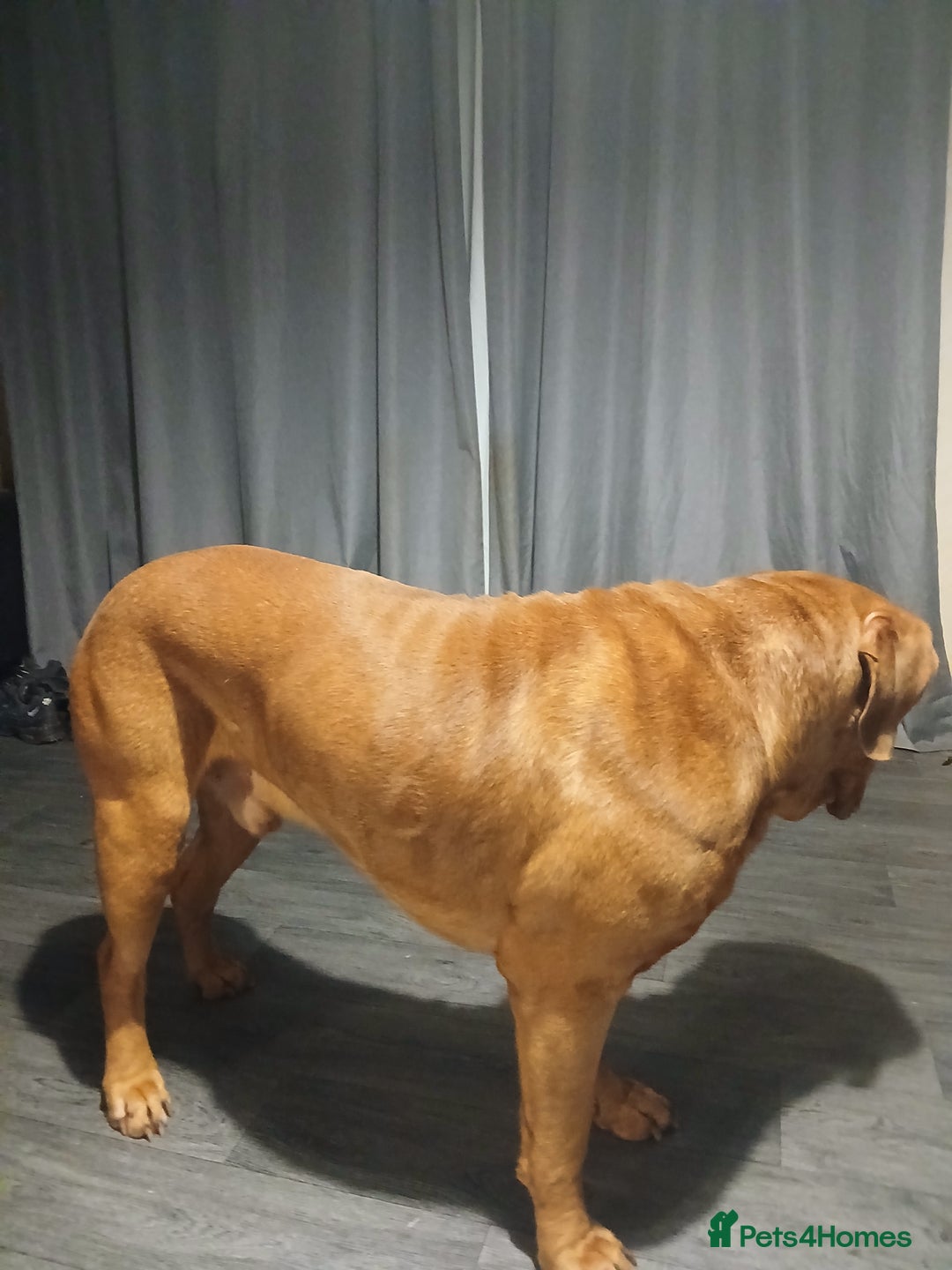 Dogue De Bordeaux dogs for stud: For stud - Image 4