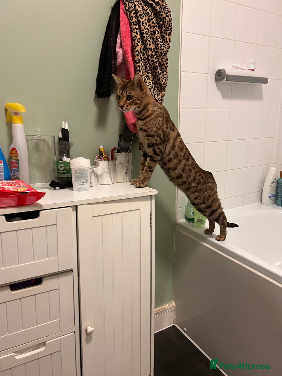 Bengal cats for sale: Bengal female  - Advert 3