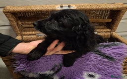 Cockapoo dogs for sale: Cockapoo pups - Advert 10