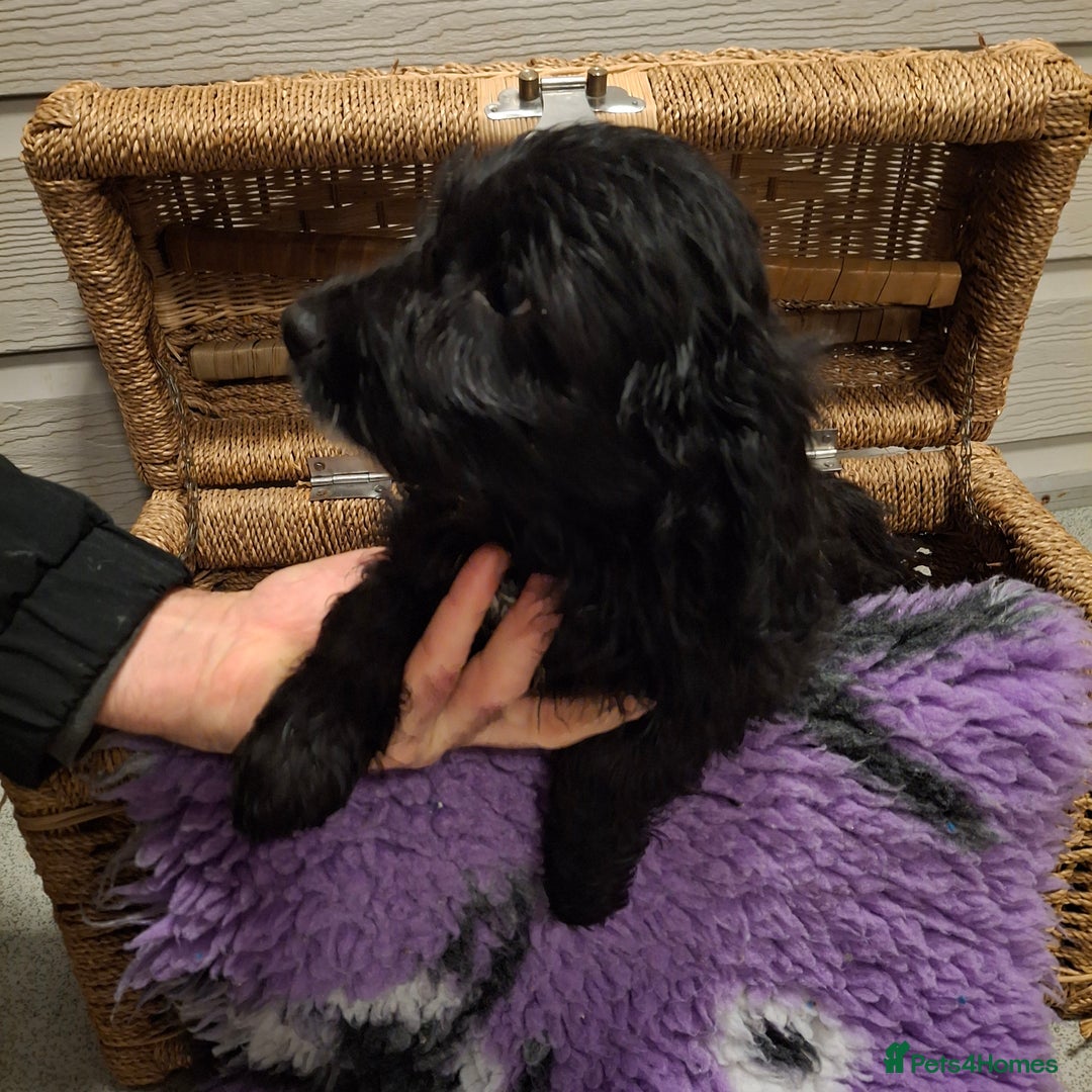 Cockapoo dogs for sale: Cockapoo pups - Advert 10