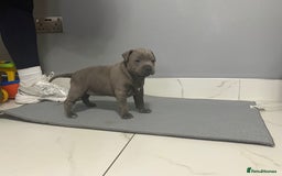 Staffordshire Bull Terrier dogs for sale: Blue staff puppies  - Image 9