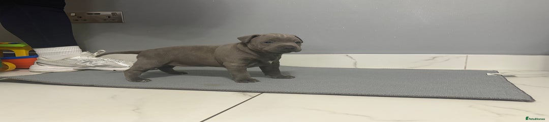 Staffordshire Bull Terrier Puppy 3