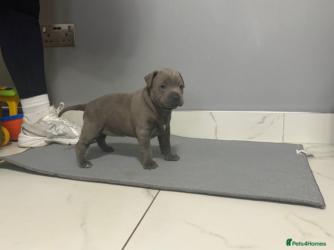 Staffordshire Bull Terrier dogs for sale: Blue staff puppies  - Image 9