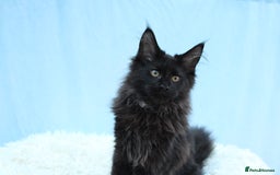 Maine Coon cats for sale: 🔥Last Maine Coon kitten available 🔥 - Image 11
