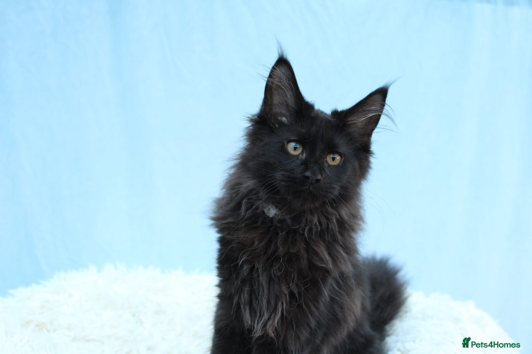 Maine Coon cats for sale: 🔥Last Maine Coon kitten available 🔥 - Image 11