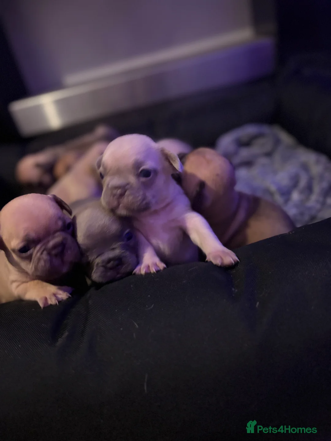 French Bulldog dogs for sale: French bulldog puppies  - Advert 6