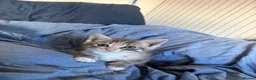British Longhair cats for sale: British blue long hair  - Advert 3