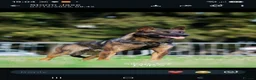 Belgian Shepherd Dog dogs for sale: Belgian malinios cross dutch shepherd - Advert 2