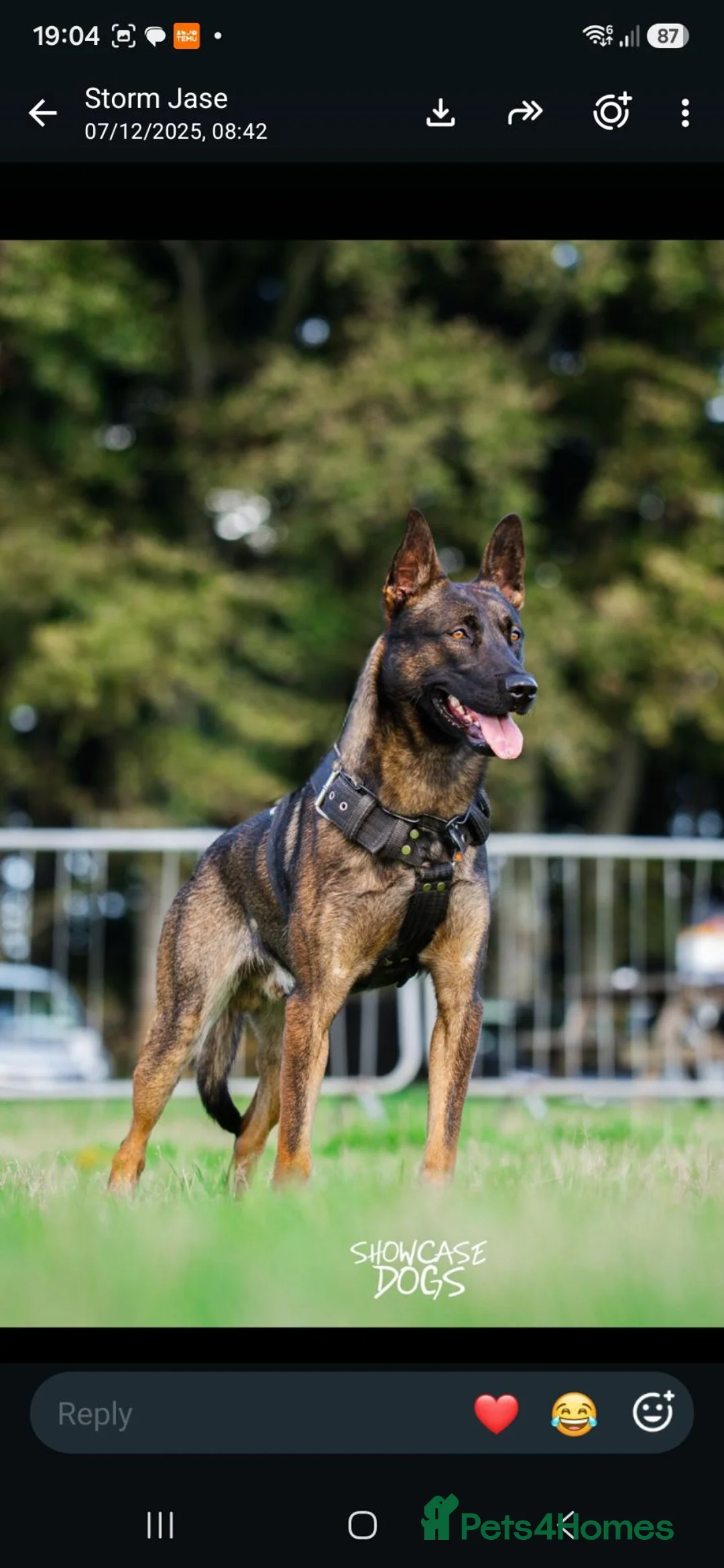Belgian Shepherd Dog dogs for sale: Belgian malinios cross dutch shepherd - Advert 2