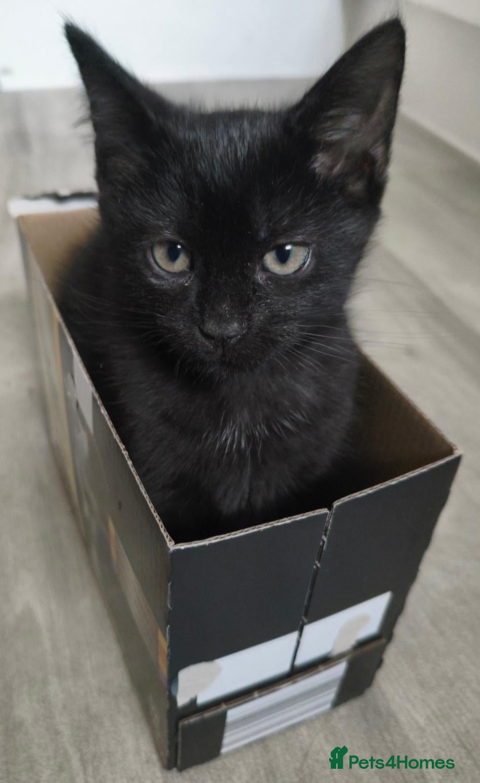Mixed Breed cats for sale: Kitten - Advert 21