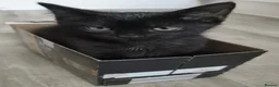 Mixed Breed cats for sale: Kittens - Advert 10