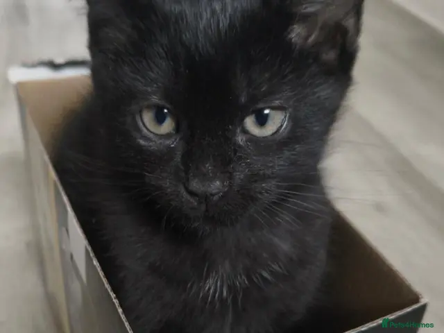 Mixed Breed cats for sale: Kitten - Advert 21