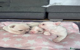 French Bulldog dogs for sale: KC FRENCH BULLDOG PUPPIES - READY NOW - Image 11
