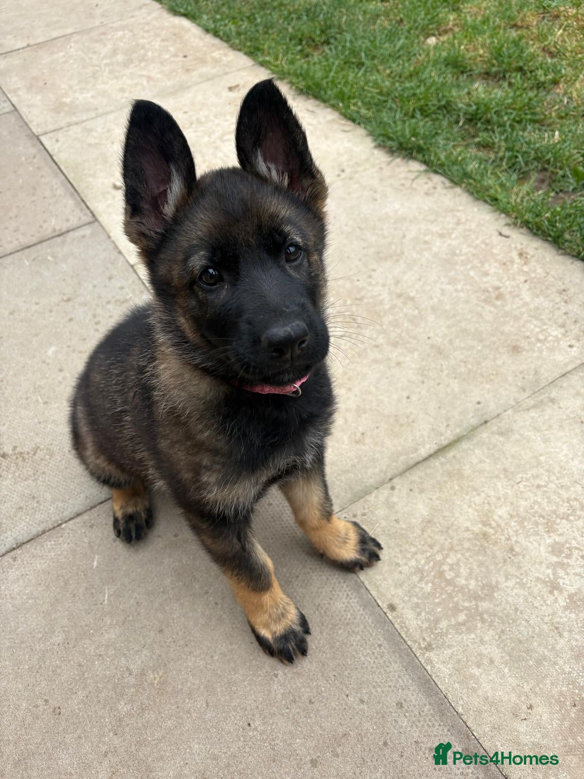 German Shepherd dogs 🐾 READY NOW 🐾 German Shepherd puppies 🐾  - Advert 2