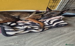 Belgian Shepherd Dog dogs for sale: Full Belgium mali male  - Image 1