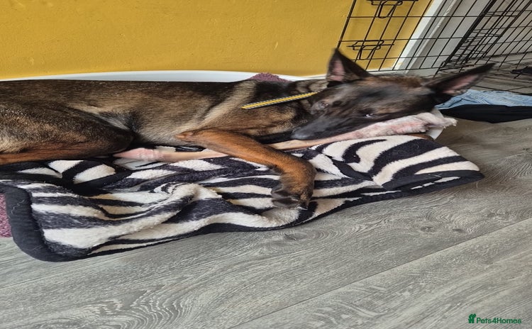 Belgian Shepherd Dog dogs - Advert 1