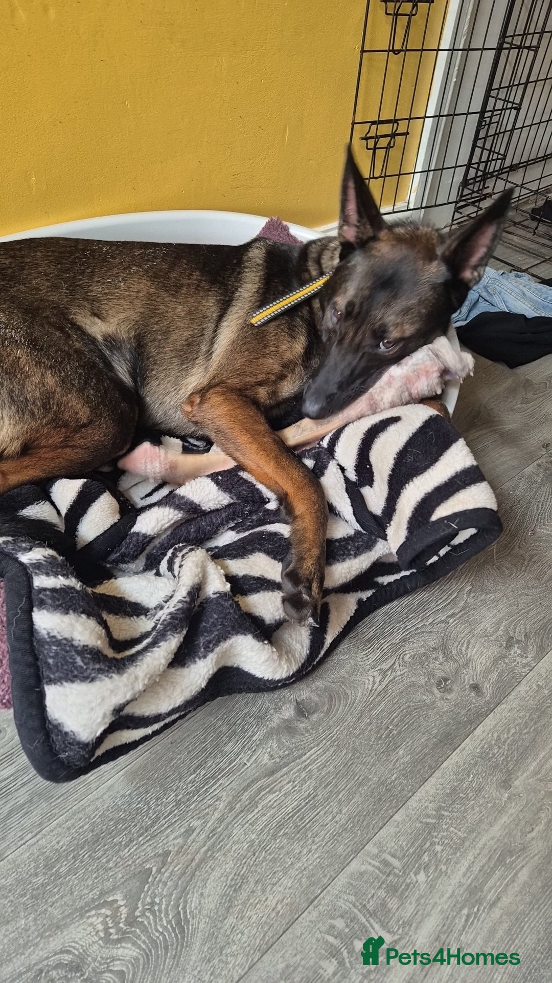 Belgian Shepherd Dog dogs for sale: Full Belgium mali male  - Image 1