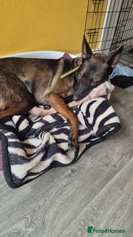 Belgian Shepherd Dog dogs - Advert 1