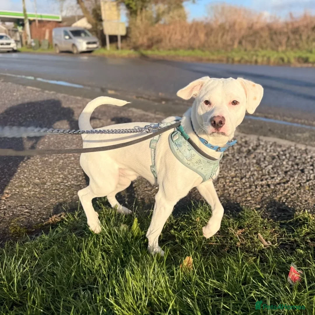 Mixed Breed dogs for adoption: Aspen (white beagle mix) - Advert 7