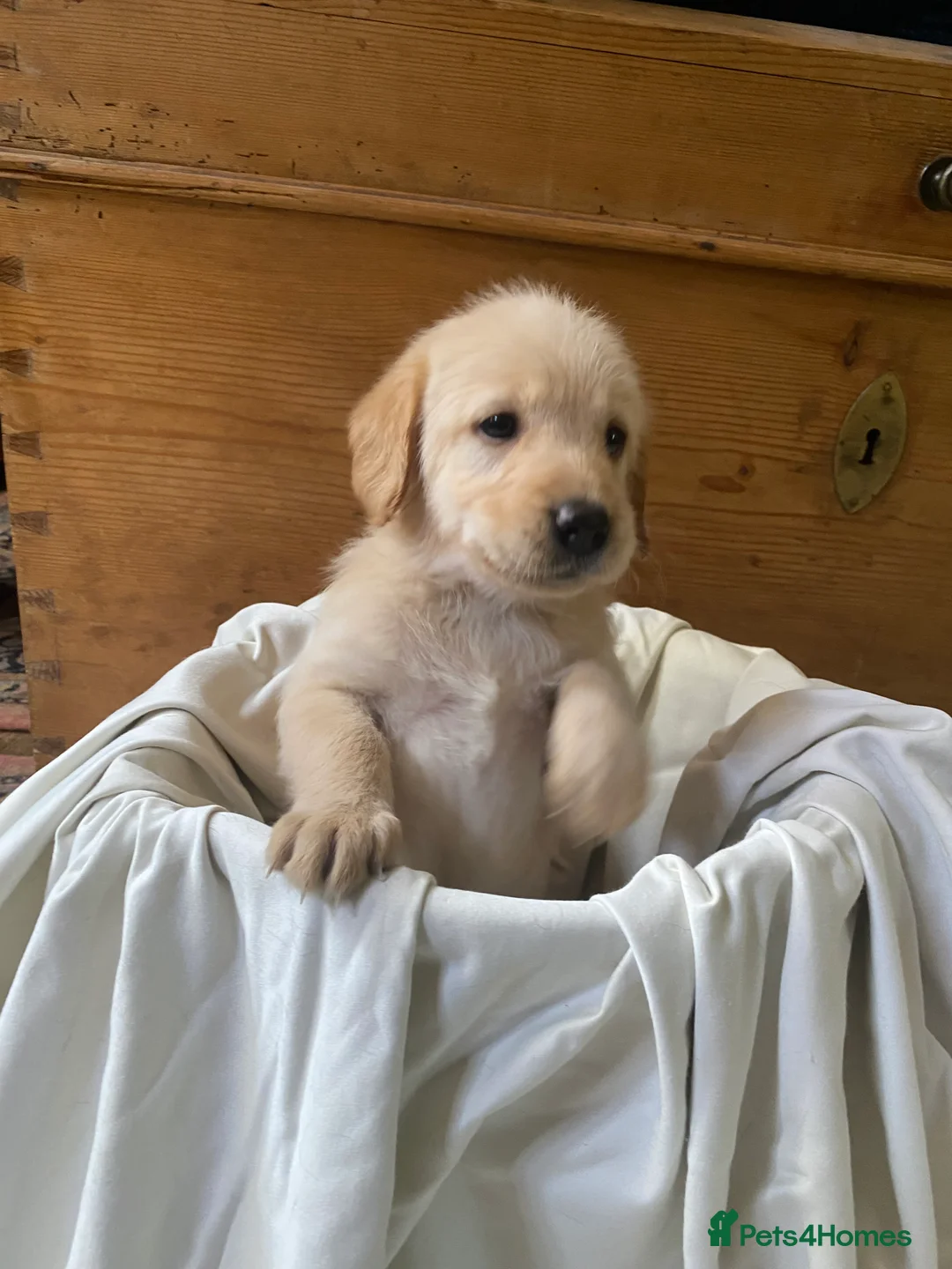 Labradoodle dogs for sale: Miniature Labradoodle  - Advert 39