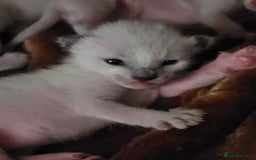Siamese cats for sale: Old Style Siamese Kittens. Raised with love & care - Image 18