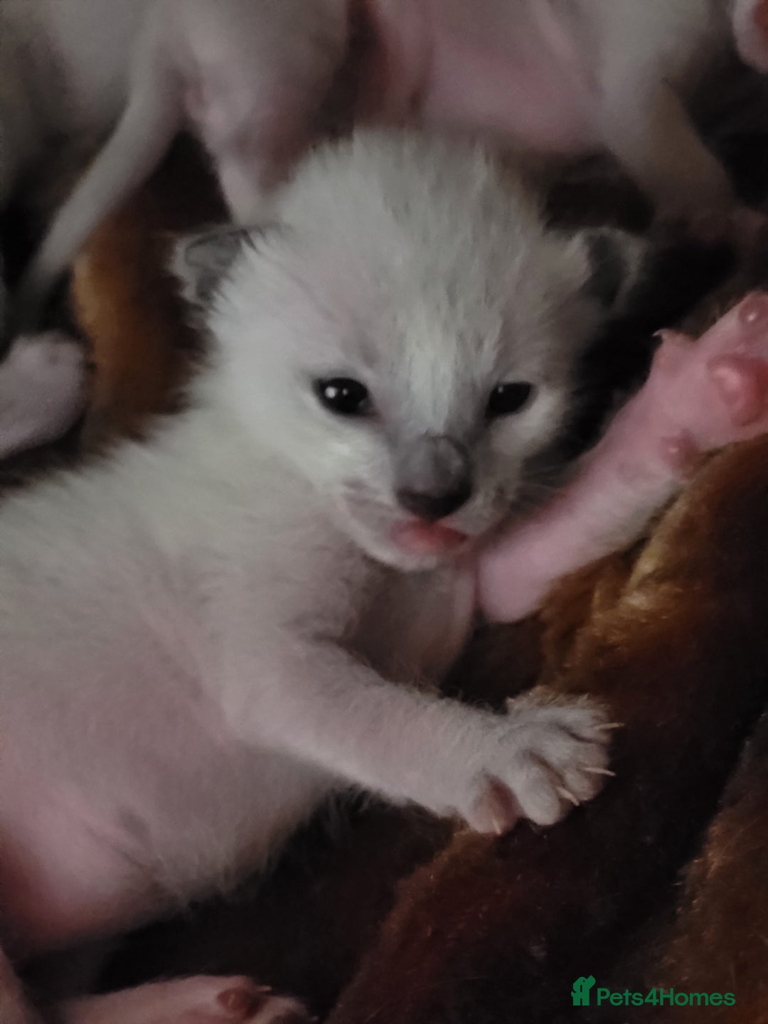 Siamese cats for sale: Old Style Siamese Kittens. Raised with love & care - Image 18